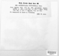 Antennatula pinophila image